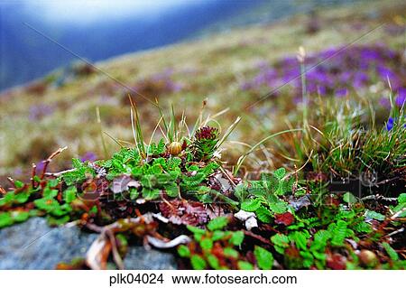Picture - day, Mt Baekdu, spring, plant, outdoor, exterior. Fotosearch