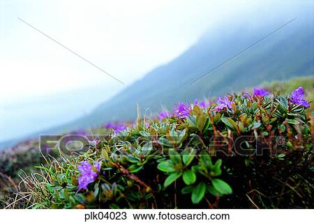 day, Mt Baekdu, spring, plant, outdoor, exterior View Large Photo Image Stock Image - day, Mt Baekdu, spring, plant, outdoor, exterior. Fotosearch