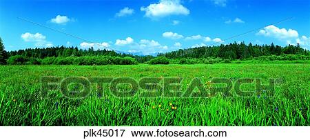 day, plain, field, Mt Baekdu, plain, open field, spring View Large Photo Image Stock Photo - day, plain, field, Mt Baekdu, plain, open field, spring. Fotosearch