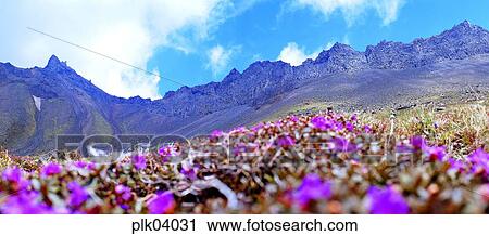 Stock Image - flower, day, Mt Baekdu, Mt Baekdu crater lake, spring, peak, North Korea. Fotosearch