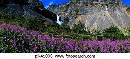 Stock Image - flower, day, rock mountain, Mt Baekdu, Mt Baekdu spring, spring, North Korea. Fotosearch