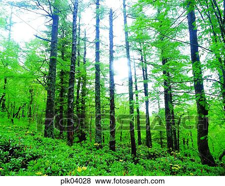 Stock Photo - tree, day, green, Mt Baekdu, wood, forest. Fotosearch