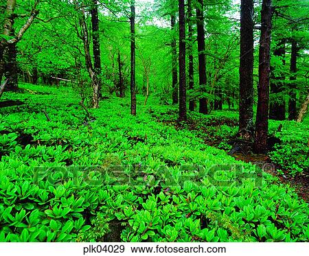tree, day, green, Mt Baekdu, wood, forest View Large Photo Image Stock Photo - tree, day, green, Mt Baekdu, wood, forest. Fotosearch