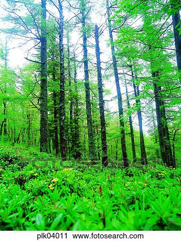 tree, day, Mt Baekdu, North Korea, mountain, wood View Large Photo Image Stock Image - tree, day, Mt Baekdu, North Korea, mountain, wood. Fotosearch