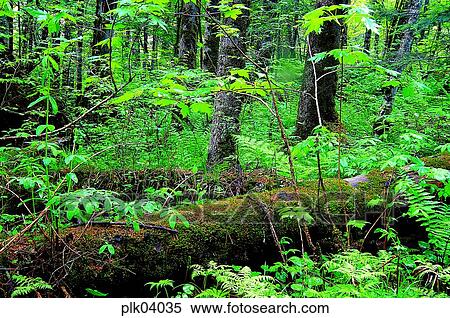 tree, day, Mt Baekdu, wood, forest, wood View Large Photo Image Stock Photography - tree, day, Mt Baekdu, wood, forest, wood. Fotosearch