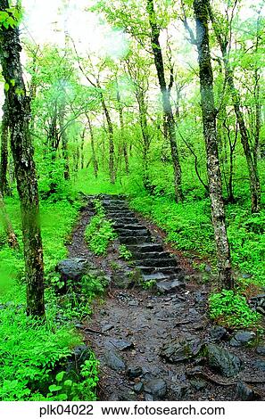 Stock Image - tree, day, stone stairs, Mt Baekdu, walk, wood. Fotosearch