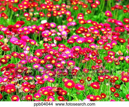 park, chrysanthemum, flower, flower garden, day, daisy, Marquerite View Large Photo Image Picture - park, chrysanthemum, flower, flower garden, day, daisy, Marquerite. Fotosearch