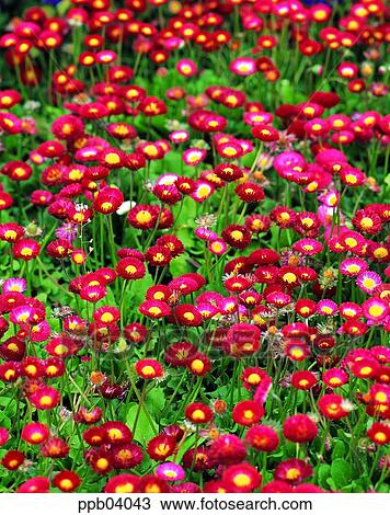 park, chrysanthemum, flower, flower garden, day, daisy, Marquerite View Large Photo Image Stock Image - park, chrysanthemum, flower, flower garden, day, daisy, Marquerite. Fotosearch