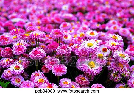 park, chrysanthemum, flower, flower garden, day, daisy, Marquerite View Large Photo Image Stock Image - park, chrysanthemum, flower, flower garden, day, daisy, Marquerite. Fotosearch