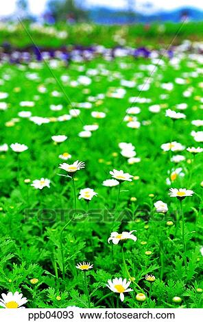 Stock Image - park, chrysanthemum, flower, flower garden, day, daisy, Marquerite. Fotosearch