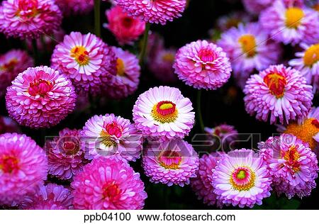 park, chrysanthemum, flower, flower garden, day, daisy, Marquerite View Large Photo Image Stock Image - park, chrysanthemum, flower, flower garden, day, daisy, Marquerite. Fotosearch