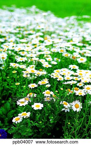 park, chrysanthemum, flower, flower garden, day, daisy, Marquerite View Large Photo Image Stock Photo - park, chrysanthemum, flower, flower garden, day, daisy, Marquerite. Fotosearch