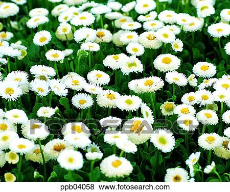 park, chrysanthemum, flower, flower garden, day, daisy, Marquerite View Large Photo Image Stock Photo - park, chrysanthemum, flower, flower garden, day, daisy, Marquerite. Fotosearch