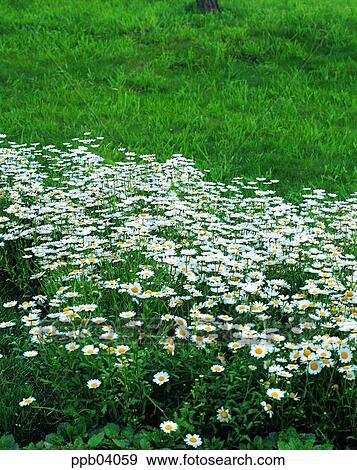 park, chrysanthemum, flower, flower garden, day, daisy, Marquerite View Large Photo Image Stock Photo - park, chrysanthemum, flower, flower garden, day, daisy, Marquerite. Fotosearch