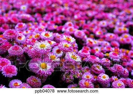 Stock Photo - park, chrysanthemum, flower, flower garden, day, daisy, Marquerite. Fotosearch