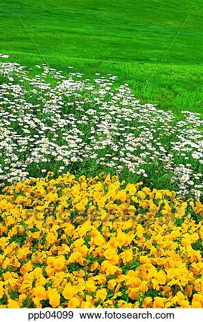 park, chrysanthemum, flower, flower garden, day, daisy, Marquerite View Large Photo Image Stock Photo - park, chrysanthemum, flower, flower garden, day, daisy, Marquerite. Fotosearch