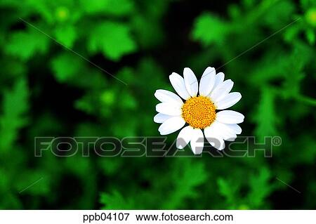 park, chrysanthemum, flower, flower garden, day, daisy, Marquerite View Large Photo Image Stock Photo - park, chrysanthemum, flower, flower garden, day, daisy, Marquerite. Fotosearch