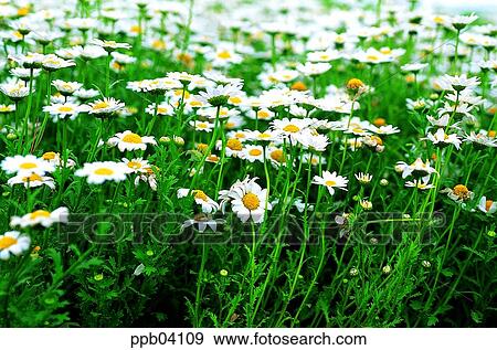 park, chrysanthemum, flower, flower garden, day, daisy, Marquerite View Large Photo Image Stock Photo - park, chrysanthemum, flower, flower garden, day, daisy, Marquerite. Fotosearch
