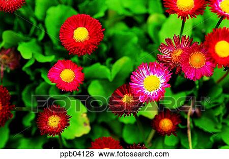 park, chrysanthemum, flower, flower garden, day, daisy, Marquerite View Large Photo Image Stock Photo - park, chrysanthemum, flower, flower garden, day, daisy, Marquerite. Fotosearch