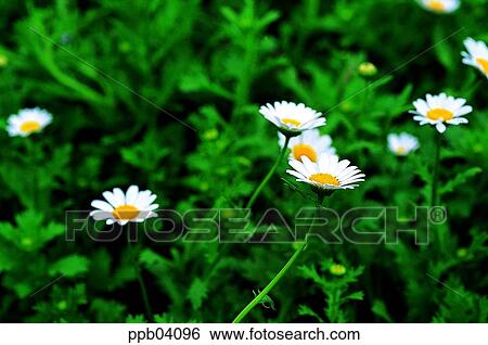 park, chrysanthemum, flower, flower garden, day, daisy, Marquerite View Large Photo Image Stock Photograph - park, chrysanthemum, flower, flower garden, day, daisy, Marquerite. Fotosearch