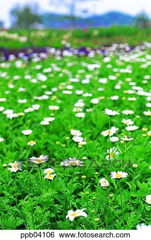 park, chrysanthemum, flower, flower garden, day, daisy, Marquerite View Large Photo Image Stock Photograph - park, chrysanthemum, flower, flower garden, day, daisy, Marquerite. Fotosearch