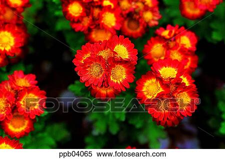 park, chrysanthemum, flower, flower garden, day, living thing View Large Photo Image Stock Photography - park, chrysanthemum, flower, flower garden, day, living thing. Fotosearch