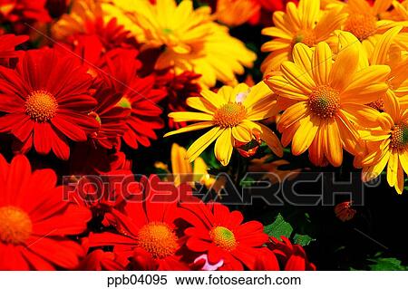 park, chrysanthemum, flower, flower garden, day, living thing View Large Photo Image Stock Photography - park, chrysanthemum, flower, flower garden, day, living thing. Fotosearch