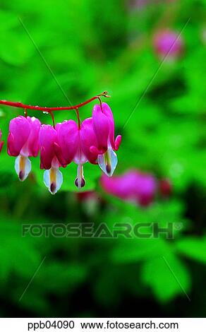 park, dicentra, flower, flower garden, day, living thing View Large Photo Image Stock Image - park, dicentra, flower, flower garden, day, living thing. Fotosearch
