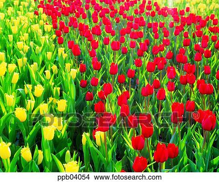 Picture - park, flower, flower garden, day, living thing, creature. Fotosearch