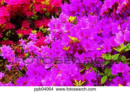 park, flower, flower garden, day, living thing, creature View Large Photo Image Picture - park, flower, flower garden, day, living thing, creature. Fotosearch