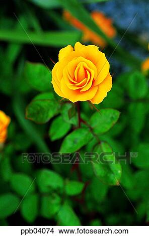 Picture - park, flower, flower garden, day, living thing, creature. Fotosearch