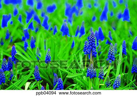 Picture - park, flower, flower garden, day, living thing, creature. Fotosearch