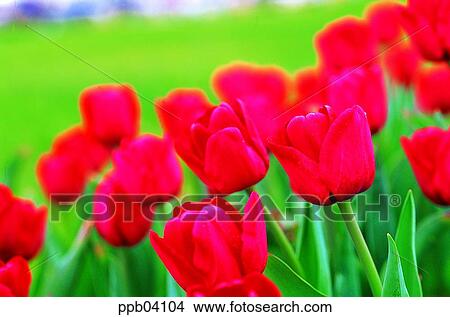 park, flower, flower garden, day, living thing, creature View Large Photo Image Picture - park, flower, flower garden, day, living thing, creature. Fotosearch