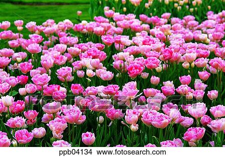park, flower, flower garden, day, living thing, creature View Large Photo Image Picture - park, flower, flower garden, day, living thing, creature. Fotosearch