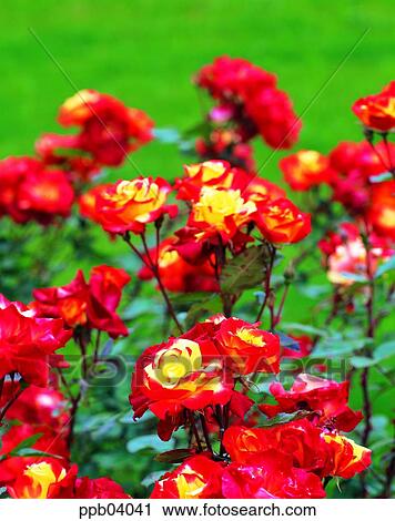 park, flower, flower garden, day, living thing, creature View Large Photo Image Stock Image - park, flower, flower garden, day, living thing, creature. Fotosearch