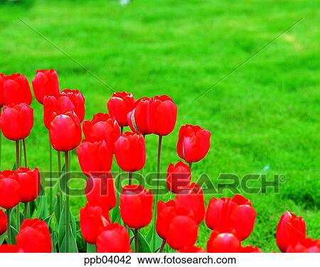 Stock Image - park, flower, flower garden, day, living thing, creature. Fotosearch