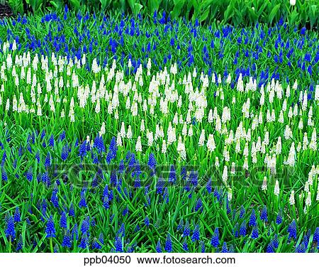 Stock Image - park, flower, flower garden, day, living thing, creature. Fotosearch