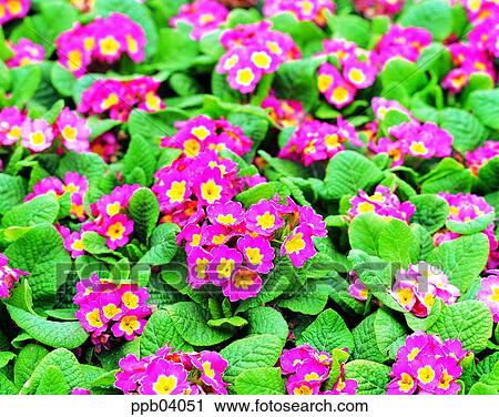 park, flower, flower garden, day, living thing, creature View Large Photo Image Stock Image - park, flower, flower garden, day, living thing, creature. Fotosearch