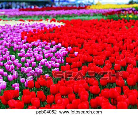 park, flower, flower garden, day, living thing, creature View Large Photo Image Stock Image - park, flower, flower garden, day, living thing, creature. Fotosearch