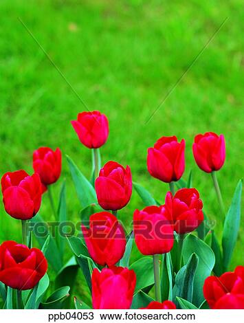 park, flower, flower garden, day, living thing, creature View Large Photo Image Stock Image - park, flower, flower garden, day, living thing, creature. Fotosearch