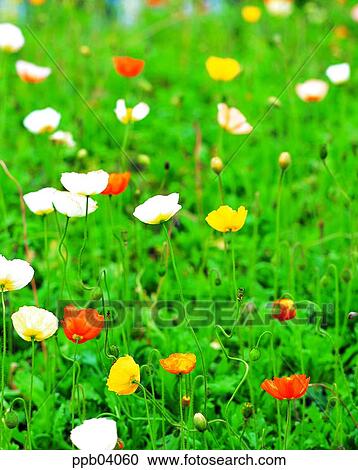 park, flower, flower garden, day, living thing, creature View Large Photo Image Stock Image - park, flower, flower garden, day, living thing, creature. Fotosearch
