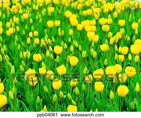 park, flower, flower garden, day, living thing, creature View Large Photo Image Stock Image - park, flower, flower garden, day, living thing, creature. Fotosearch