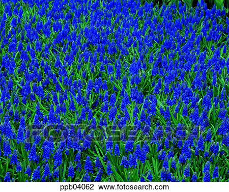 Stock Image - park, flower, flower garden, day, living thing, creature. Fotosearch