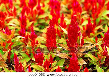 park, flower, flower garden, day, cockscomb, living thing View Large Photo Image Stock Image - park, flower, flower garden, day, cockscomb, living thing. Fotosearch