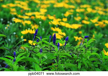park, flower, flower garden, day, living thing, creature View Large Photo Image Stock Image - park, flower, flower garden, day, living thing, creature. Fotosearch