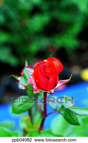 park, flower, flower garden, day, living thing, creature View Large Photo Image Stock Image - park, flower, flower garden, day, living thing, creature. Fotosearch