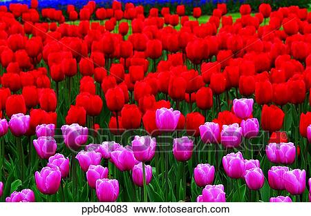park, flower, flower garden, day, living thing, creature View Large Photo Image Stock Image - park, flower, flower garden, day, living thing, creature. Fotosearch