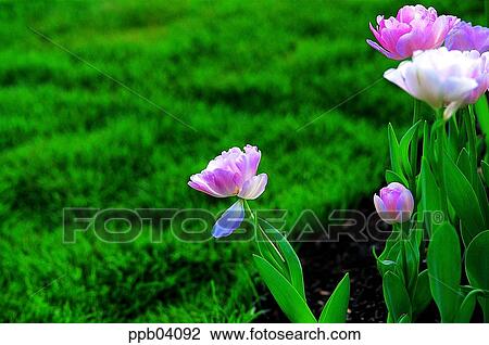 park, flower, flower garden, day, living thing, creature View Large Photo Image Stock Image - park, flower, flower garden, day, living thing, creature. Fotosearch