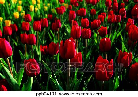 Stock Image - park, flower, flower garden, day, living thing, creature. Fotosearch