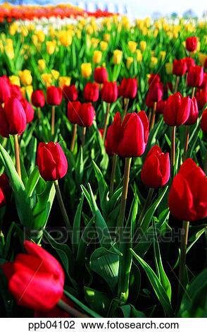 park, flower, flower garden, day, living thing, creature View Large Photo Image Stock Image - park, flower, flower garden, day, living thing, creature. Fotosearch